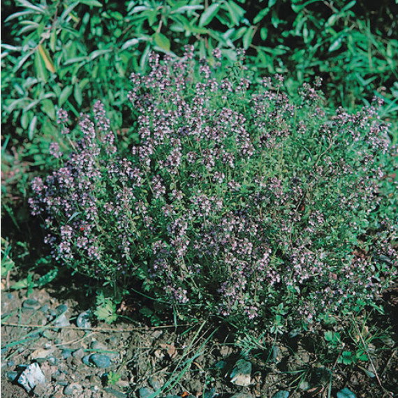 Plant de Thym officinal