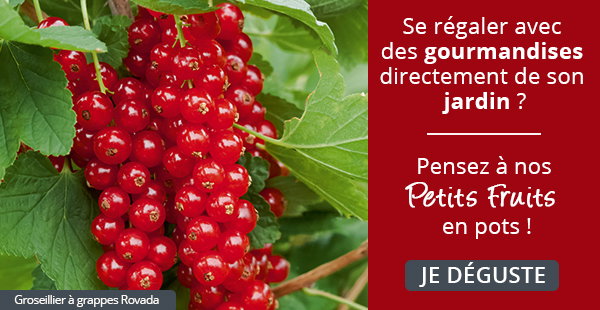 Petits fruits en pots