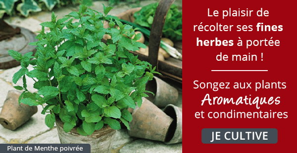 Plants aromatiques et condimentaires