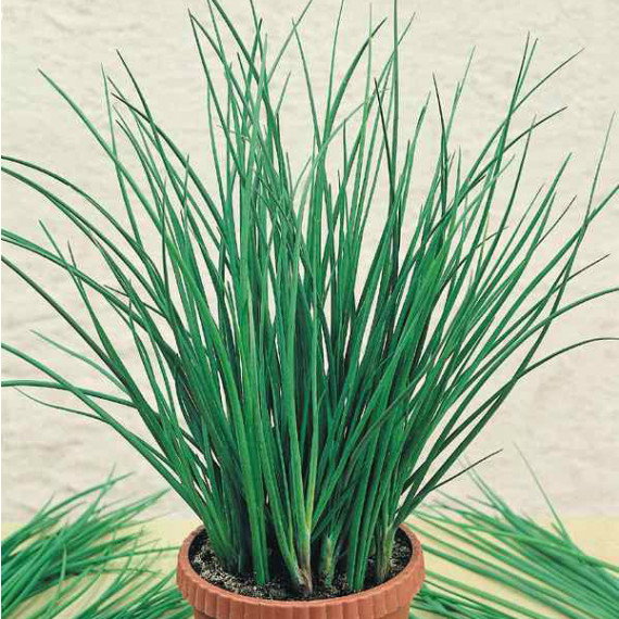 Plant de Ciboulette