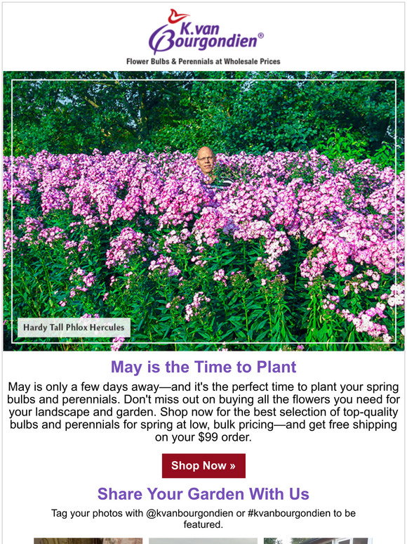 dutchbulbs free shipping