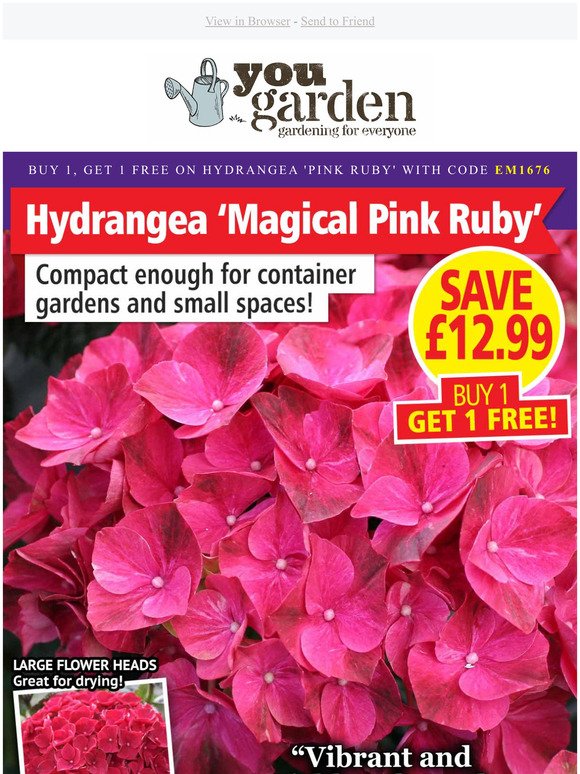 BUY 1, GET 1 FREE Hydrangea 'Magical Pink Ruby' TODAY!