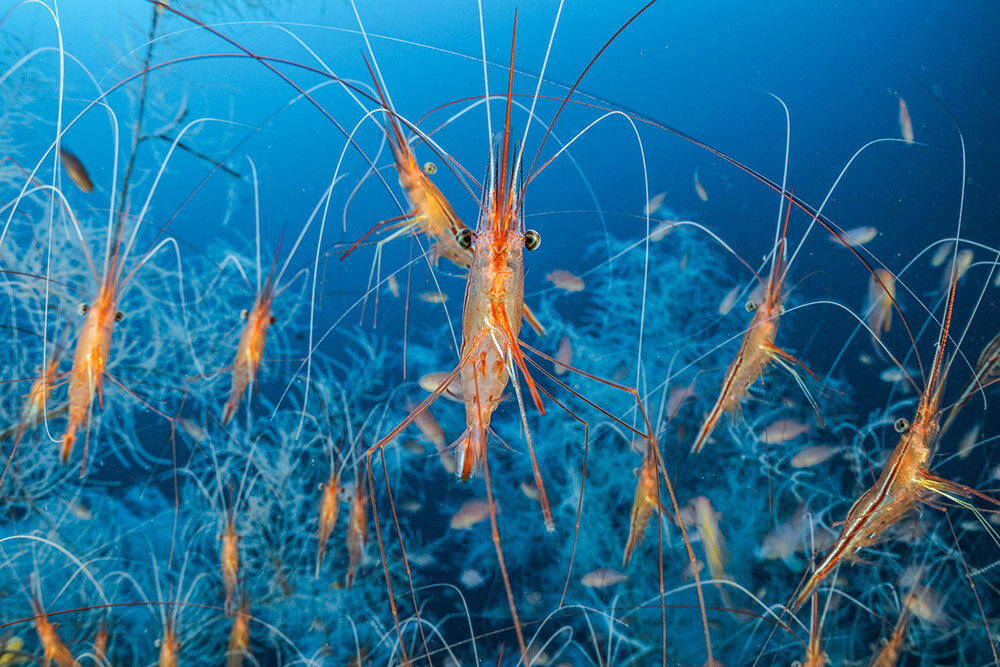 Mediterranean Sea  Jordi Chias: Underwater photography