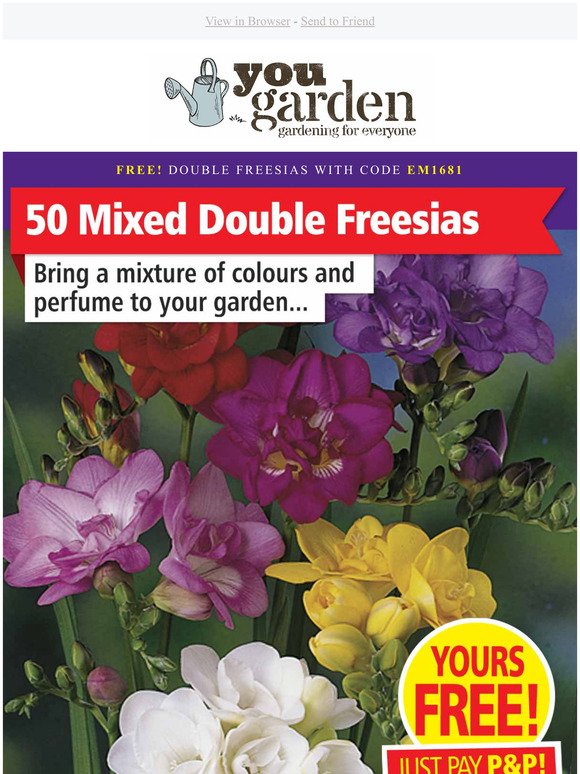 Double Freesias  - Just Pay P&P (worth 9.99)