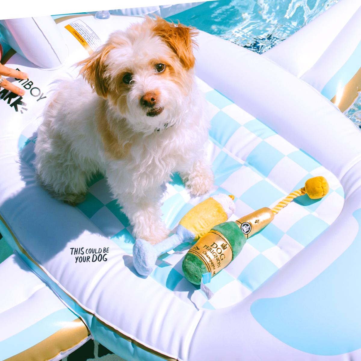 barkbox dog float