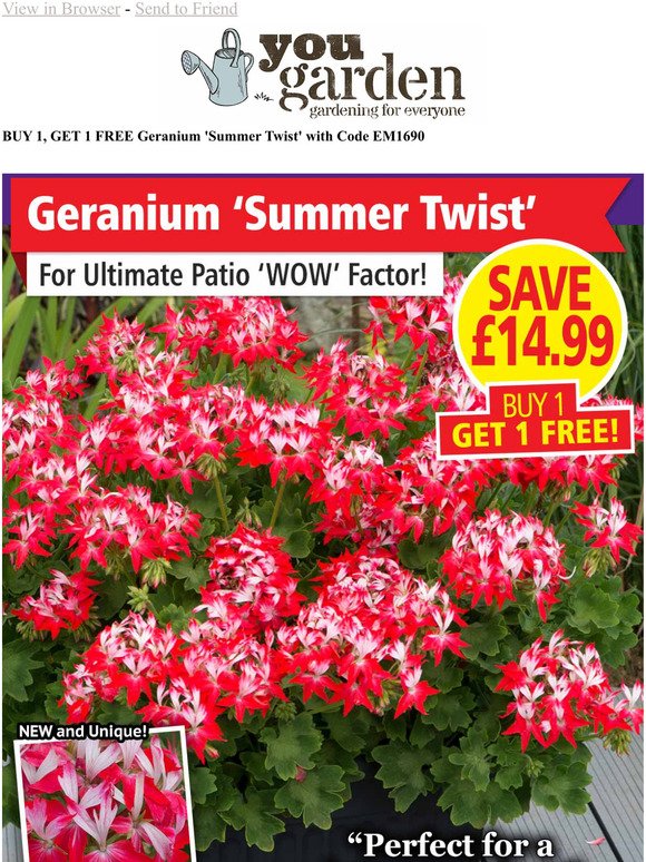 Buy One, Get One FREE on Geranium 'Summer Twist' - Save 14.99 TODAY!