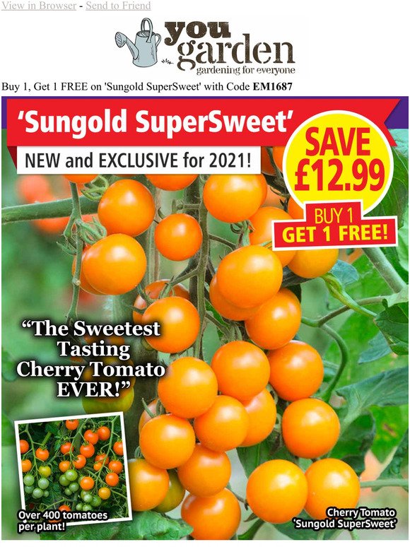 BUY ONE, GET ONE FREE: Cherry Tomato 'Sungold SuperSweet' - TODAY!