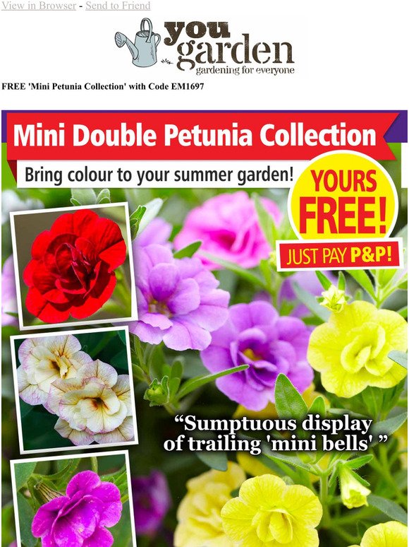 'Mini Petunias' Collection - Just Pay P&P (worth 14.99)