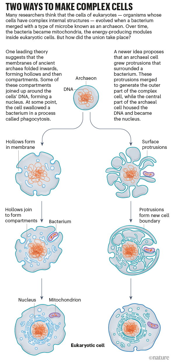 Graphic that shows two theories of how complex eukaryotic cells evolved from a simple archaeon.