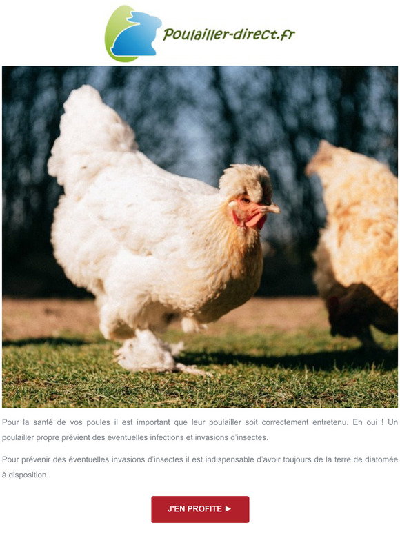 poulailler direct: 🐓 🥚 5 Astuces pour Booster la Ponte de vos 