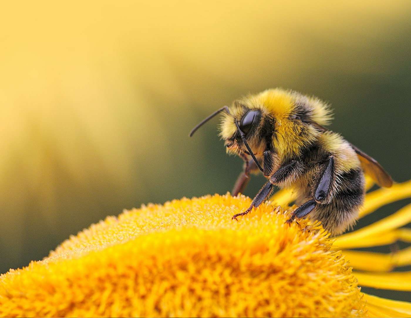 Thank you for bee-coming part of the change