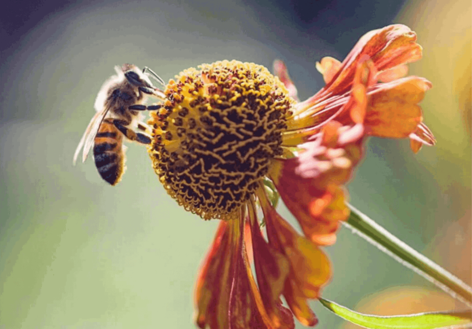 Burt S Bees Uk Happy World Bee Day Milled