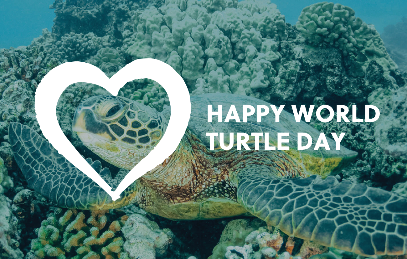 Contiki Happy World Turtle Day Milled
