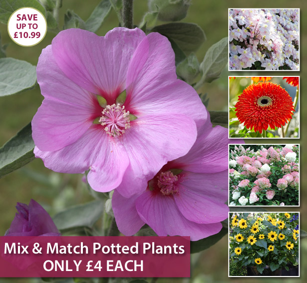Thompson & Only 4! Mix & Match Potted Plants! Milled