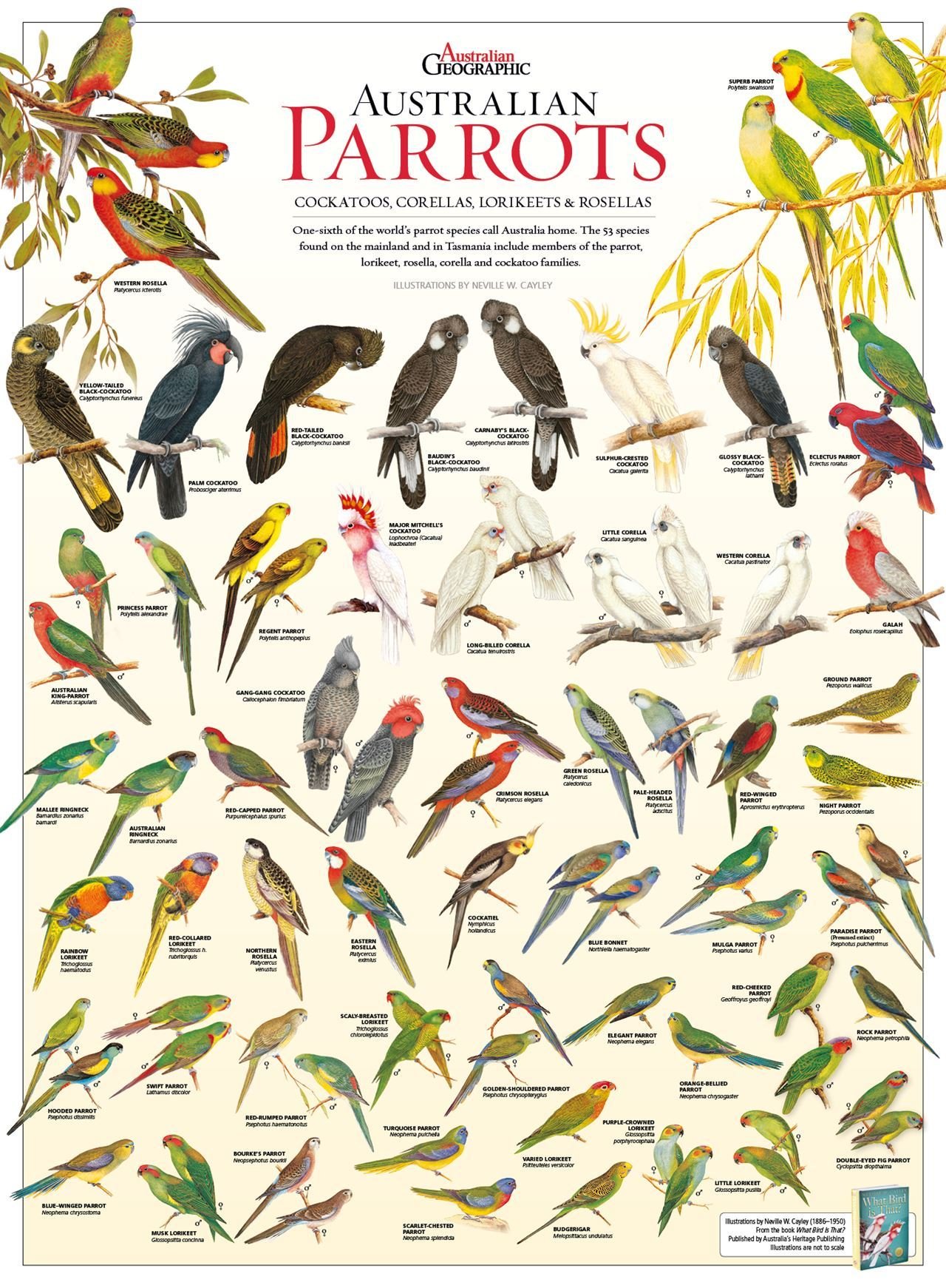 overgive Enhed forælder Australian Geographic Shop: On World Parrot Day, get to know Australia's  most colourful birds | Milled