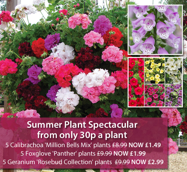 Thompson & Morgan: 5 plants for 1.49! SUMMER PLANT SPECTACULAR! | Milled