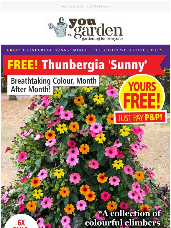 THUNBERGIA 'SUNNY' - Just Pay P&P