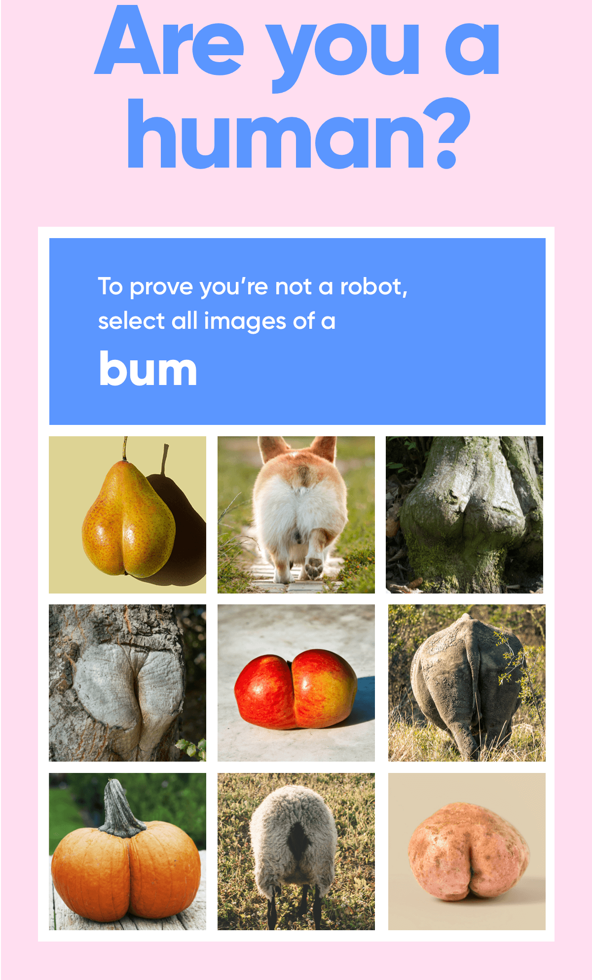 Image: Fruit and animal bums