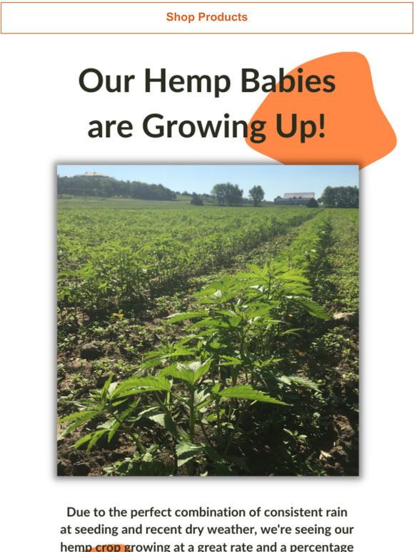 The Hemp's Growing Up! See Where Our Crop's at Now!