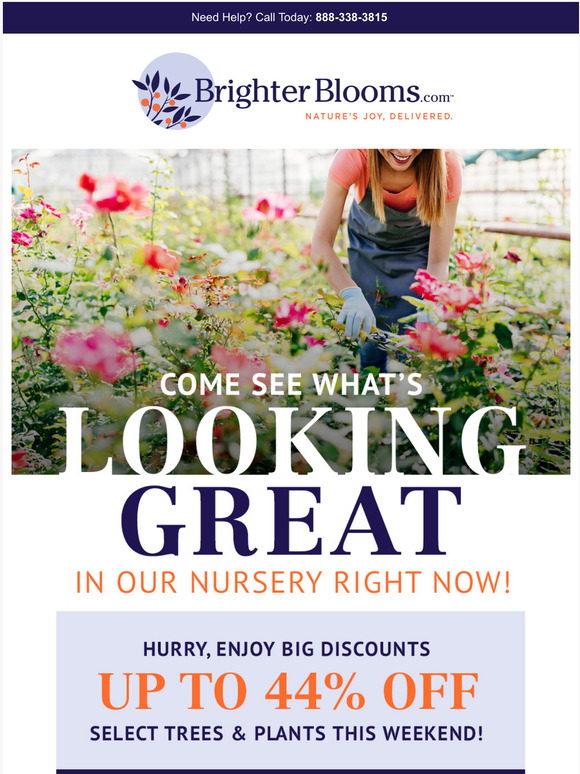 brighter blooms nursery These Plants are Looking Great & So are the