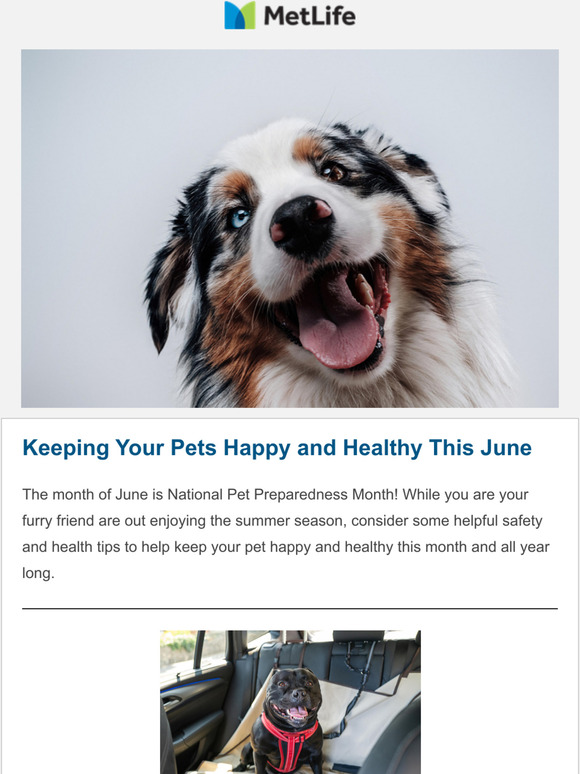 Tips and Tricks from Your Friends at MetLife Pet Insurance