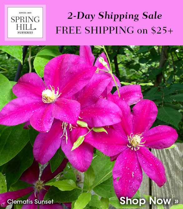 Two-Day Shipping Sale: Free Shipping On $25+ Orders