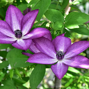 Clematis Amaranthine
