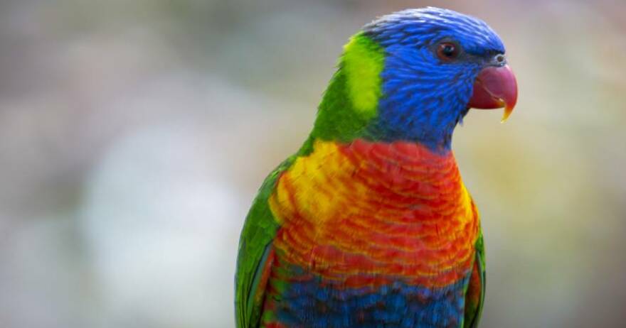 Loro Parque