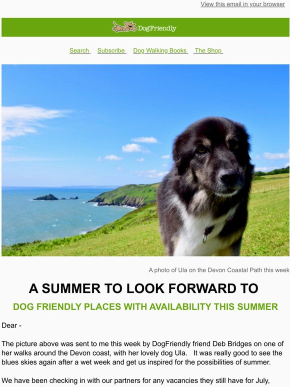 DogFriendly Places With Vacancies This Summer