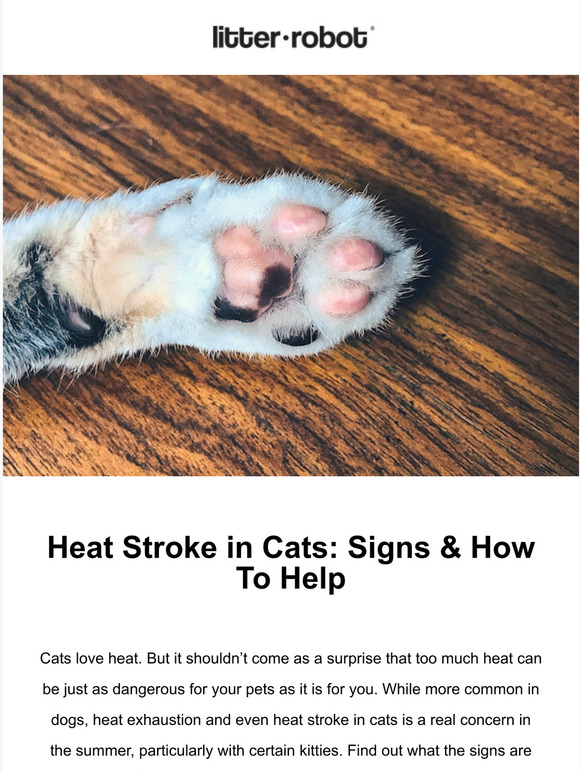 Automated Pet Care Products, Inc. How A Heat Wave Affects Your Cat