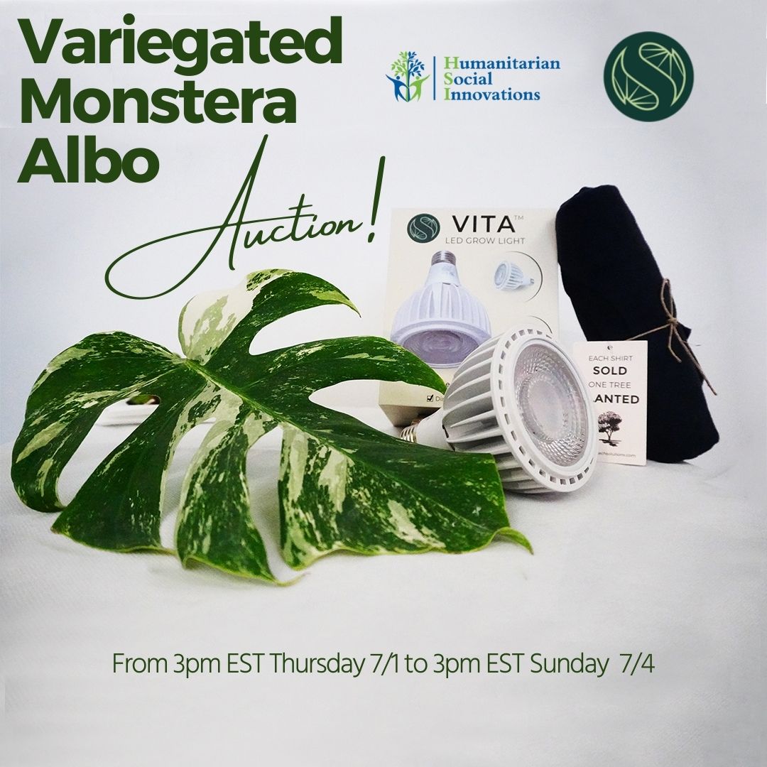 grow light for variegated monstera