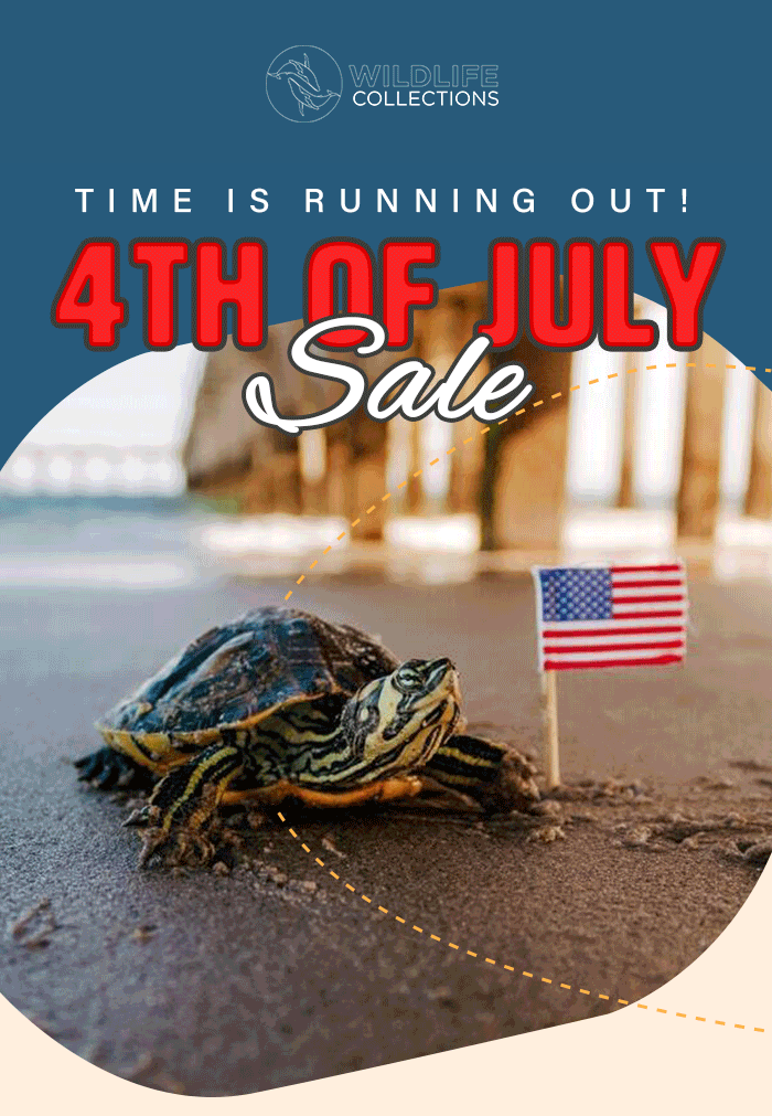 Flash Sale