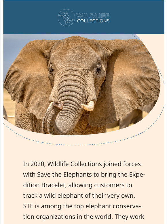Track An Elephant Today 