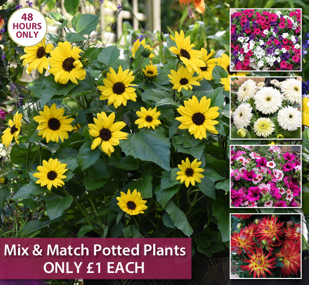Thompson & Only 1! Mix & Match Potted Plants! Milled