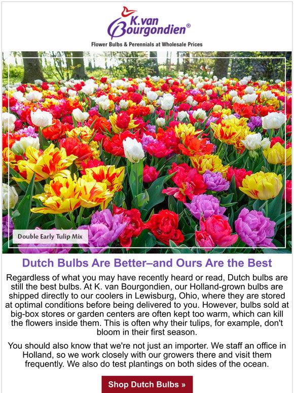 dutchbulbs free shipping