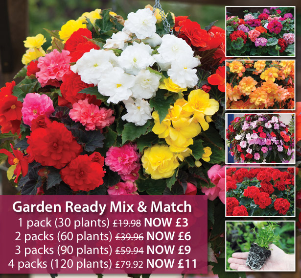 Thompson & ONLY 3 a pack! 30 Garden Ready Plant Spectacular