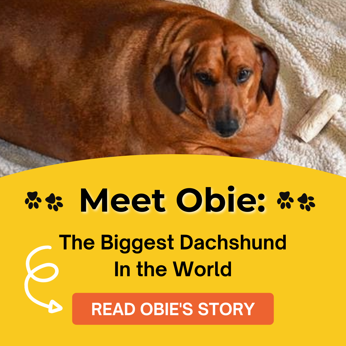 Alpha Paw: Meet Obie: The biggest Dachshund in the world! | Milled