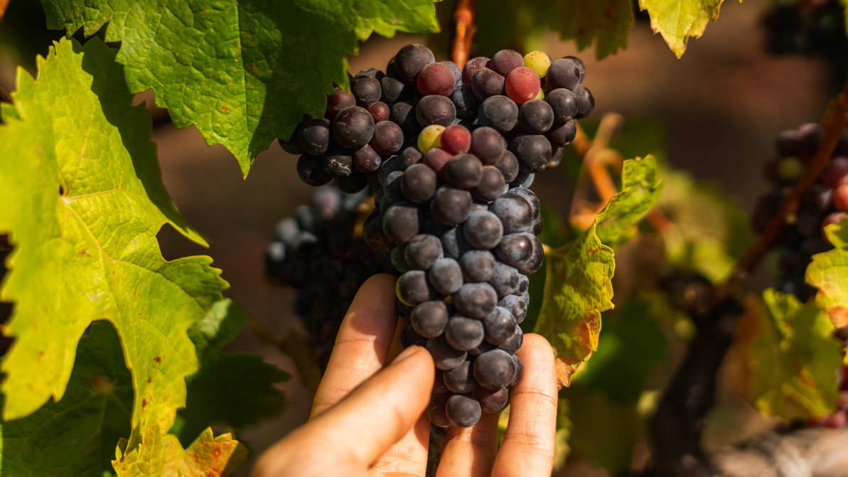 Yahyn's Bee Hunter Vineyards Page 