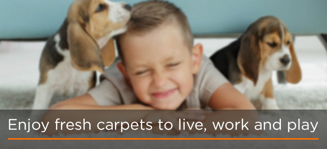 Enjoy fresh carpets to live, work and play