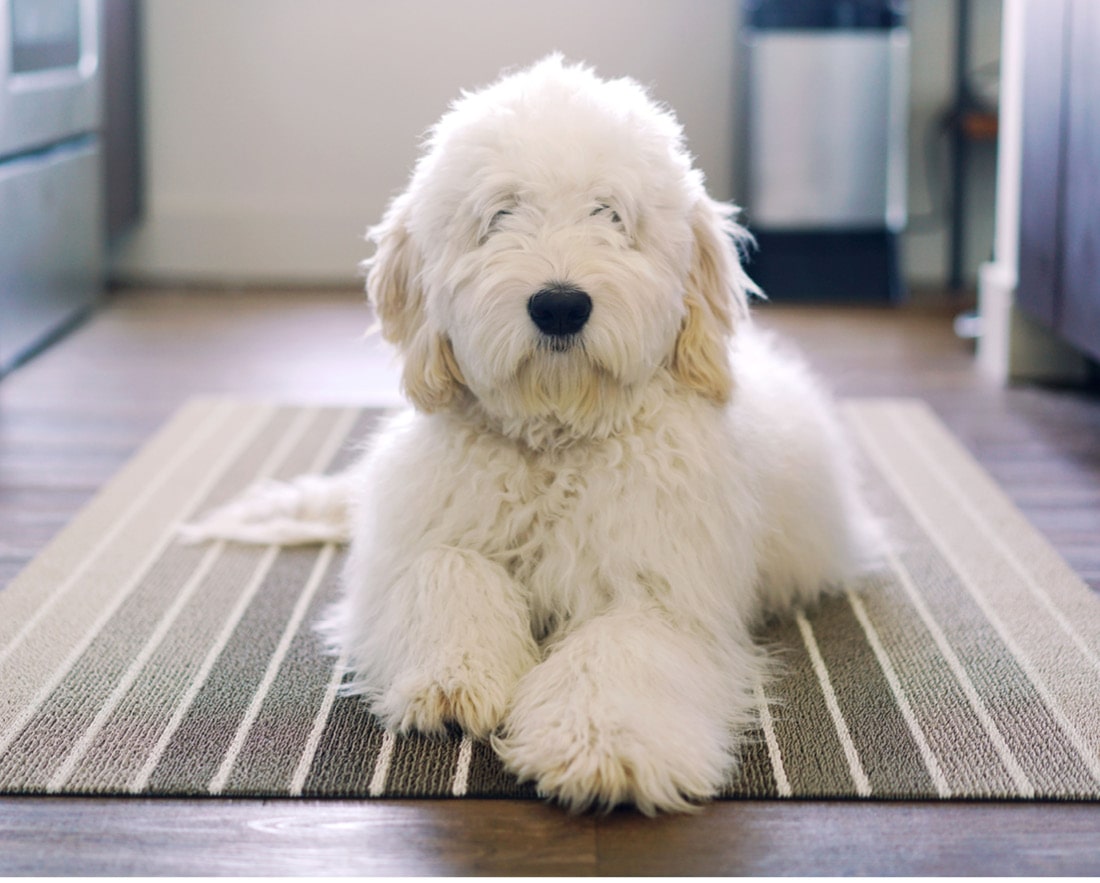 Chilewich Introduces Pet Mats