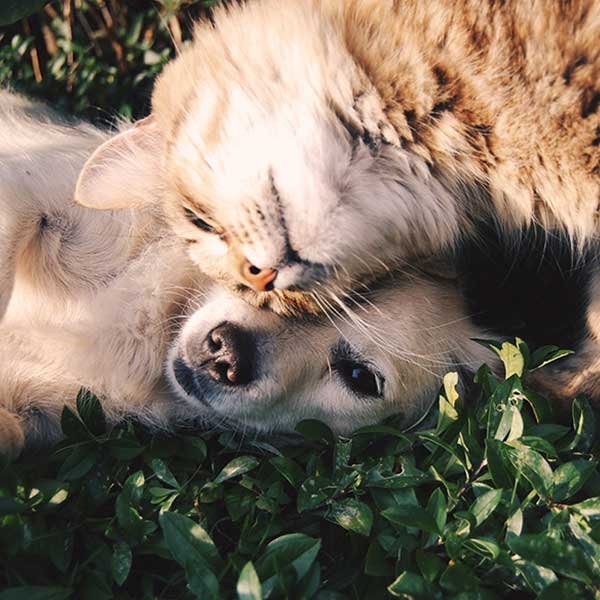 Close-up of a dog and cat cuddling on grass