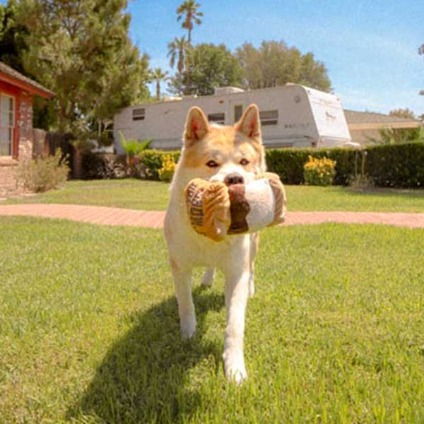 A dog carrying a toy towards the camera in the front yard of a house