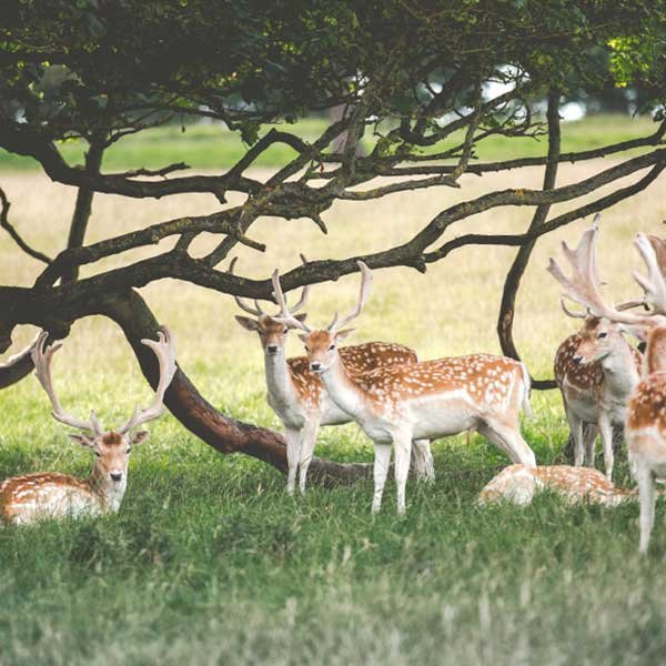 Deer gathered in a forest clearing