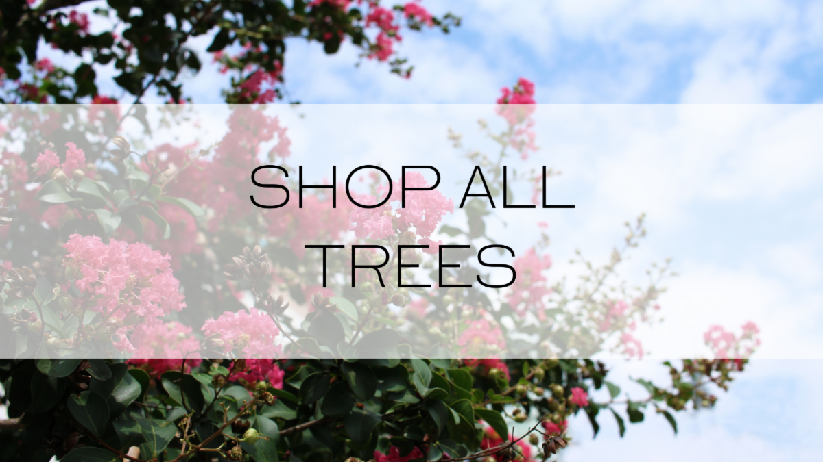 Garden Goods Direct How to Achieve Peace, Quiet, and Privacy Milled