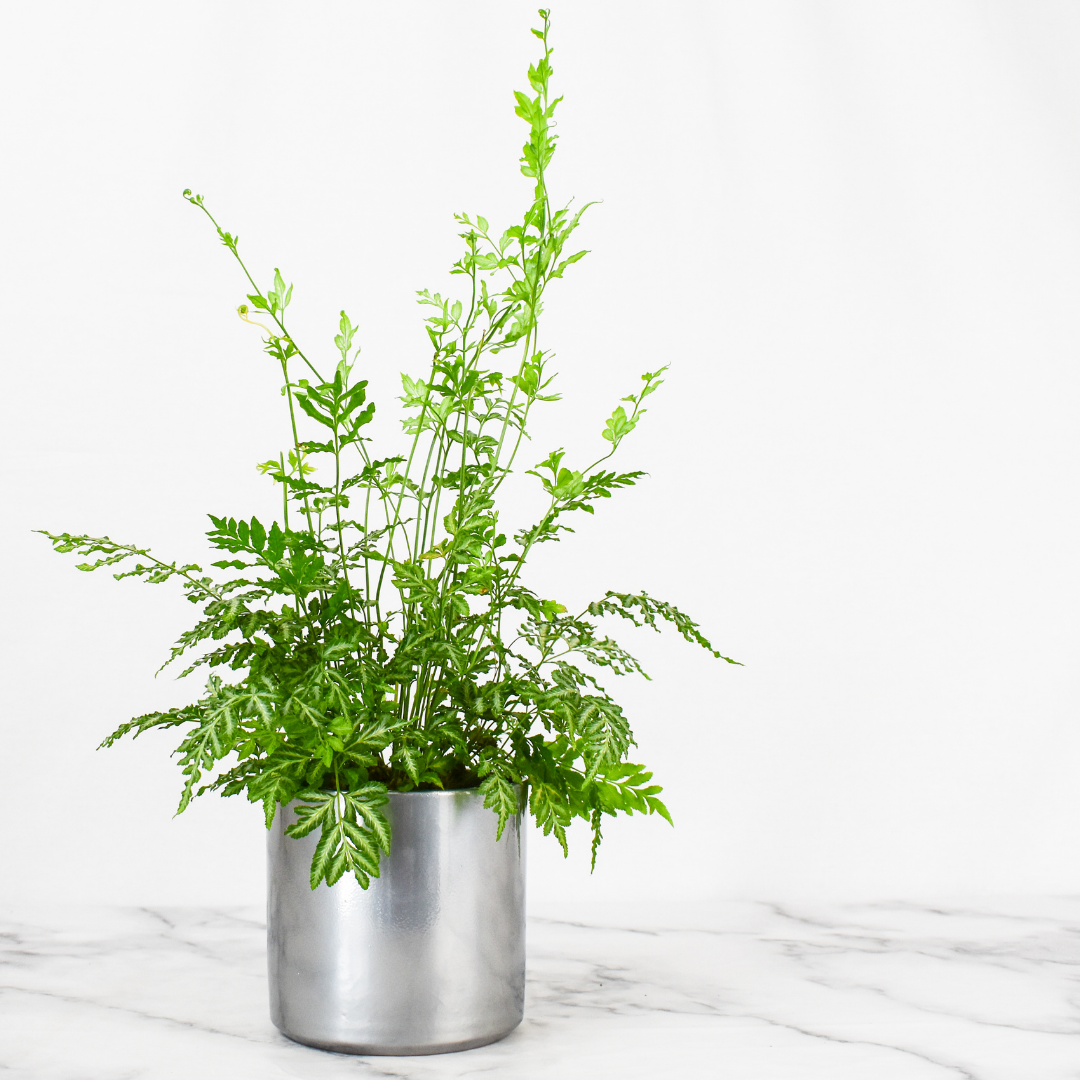 Lazy Flora Marble Queen and Silver Lace Fern now available Milled