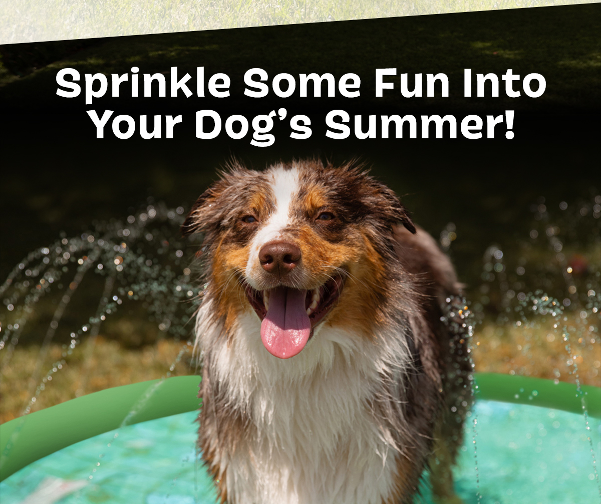 barkbox splashpad