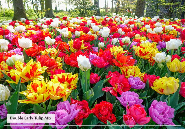 dutchbulbs free shipping