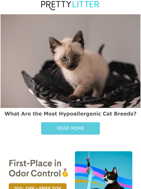 Pretty Litter Best Cat Breeds for People With Cat Allergies Milled