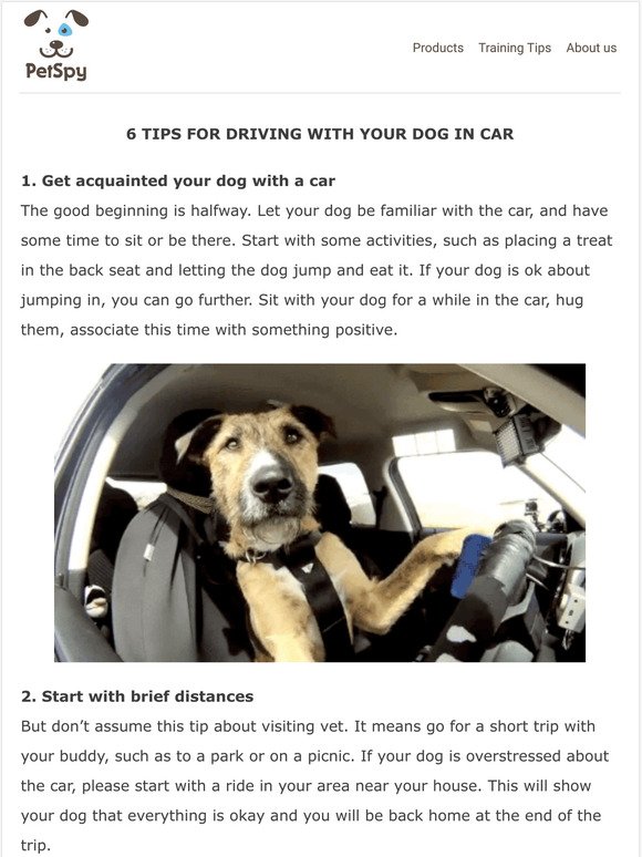 6 tips for driving with your dog in a car