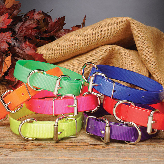 Nite Lite 1" Day-Glo Dog Collar D-Ring in Front